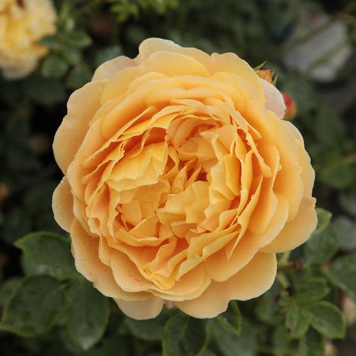 Vendita, rose rose inglesi - giallo - Rosa Ausgold - rosa intensamente profumata - David Austin - Una rosa Inglese con un magnifico profumo dolce, vigoroso, di colore giallo profondo